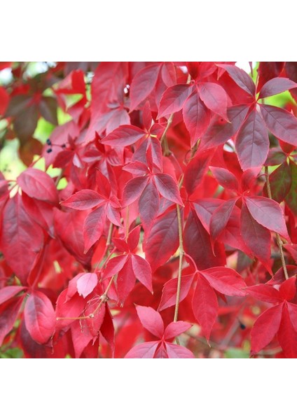 Amerikan Sarmaşığı 5 Adet - Tırmanıcı Çok Yıllık Bitki fiyatları