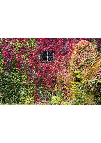 Amerikan Sarmaşığı 5 Adet - Tırmanıcı Çok Yıllık Bitki fırsatları