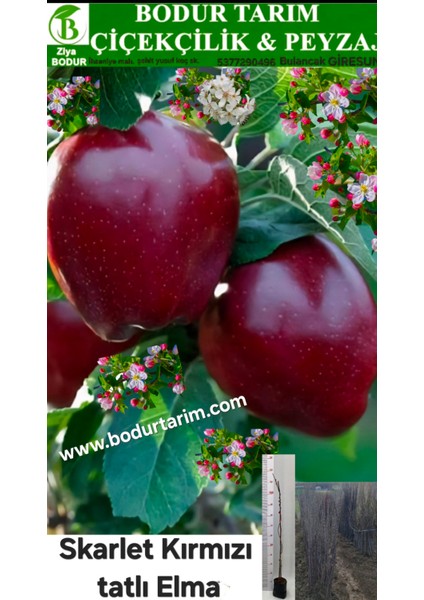 Bulancak 2 Yaşında Yarı Bodur Aşılı Tüplü Topraklı Skarlet Kırmızı Tatlı Elma Meyve Fidanı