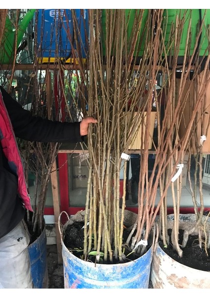 Dut Siyah Iri Meyva Fidanı +120 Cm, Açık Köklü Aşılı 3 Yaşında fiyatları