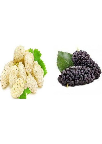 Dut 1 Beyaz+1 Siyah Iri Meyva Fidanı +120 Cm, Açık Köklü Aşılı 3 Yaşında fiyatları
