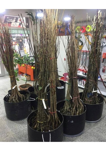 Dut Beyaz Iri Dut Meyva Fidanı +120 Cm, Açık Köklü Aşılı 3 Yaşında