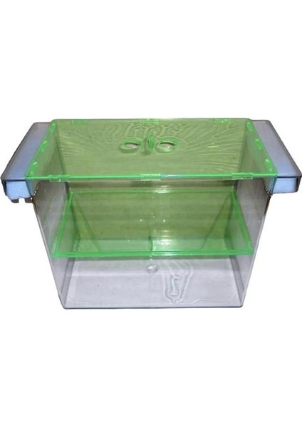 Dev Cichlid Ikili Balık Yavruluğu