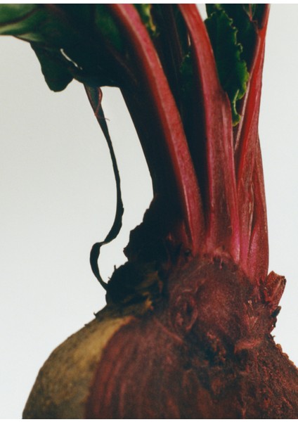 Beetroot 170 gr Mum modelleri