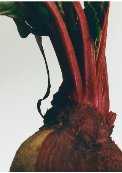 Beetroot 150 ml Oda Kokusu modelleri