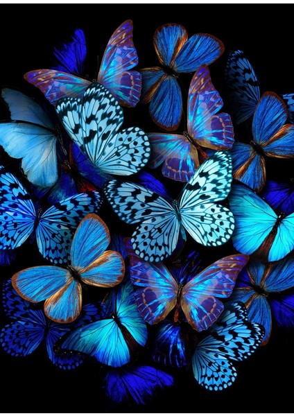 Butterfly 1 By Girift Diasec Çerçeveli Tablo fiyatları