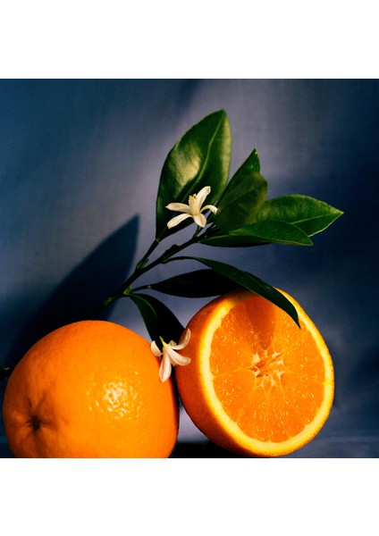 Orange Blossom Medium 610 gr Mum modelleri