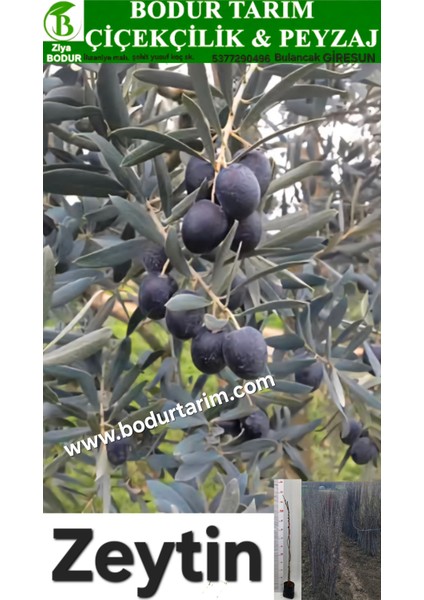 Bulancak 2 Yaşında Yarı Bodur Aşılı Topraklı Tüplü Zeytin Fidanı