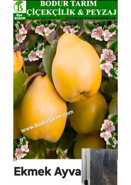 Bulancak 2 Yaşında Yarı Bodur Aşılı Tüplü Topraklı Ekmek Ayva Meyve Fidanı