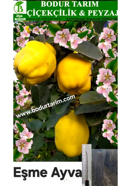 Bulancak 2 Yaşında Yarı Bodur Aşılı Tüplü Topraklı Eşme Ayvası Meyve Fidanı