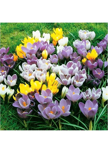 5 Adet Büyüleyici Renkler Karışık Çiğdem Çiçeği Soğanı.yeni Mahsul Çimlenme Garantili