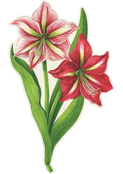 Amaryllis Table Accent Pack Of 12