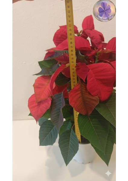 Büyük Boy Canlı Atatürk Çiçeği (Poinsettia) Kırmızı Yapraklı 40 cm Ev/ofis Salon Bitkisi fiyatları