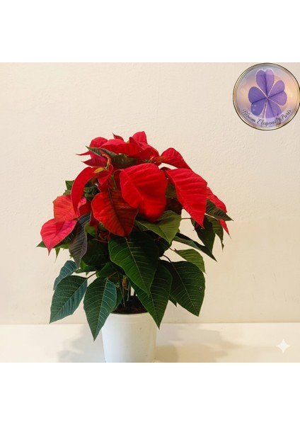 Büyük Boy Canlı Atatürk Çiçeği (Poinsettia) Kırmızı Yapraklı 40 cm Ev/ofis Salon Bitkisi modelleri