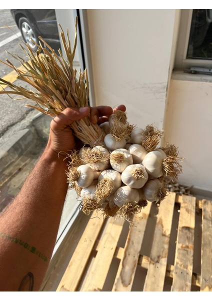 Kastamonu Taşköprü Sarımsağı