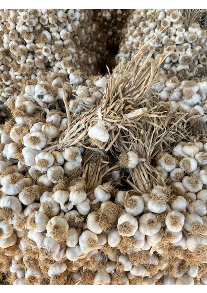 Kastamonu Taşköprü Sarımsağı fiyatları