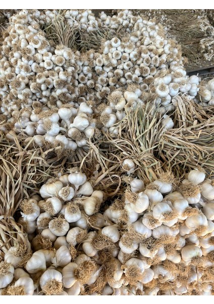 Kastamonu Taşköprü Sarımsağı modelleri