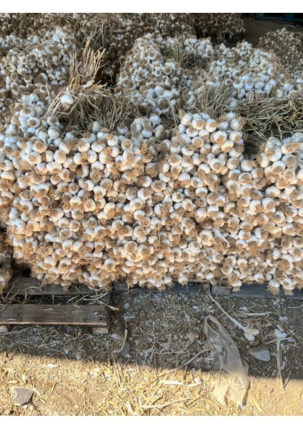 Kastamonu Taşköprü Sarımsağı fırsatları