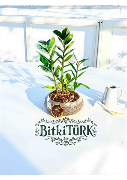 Beton Saksılı Ithal Zamia Hediye Dekorlu Salon Ofis Bitkisi