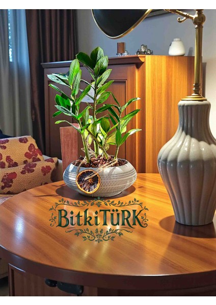 Beton Saksılı Ithal Zamia Hediye Dekorlu Salon Ofis Bitkisi fiyatları
