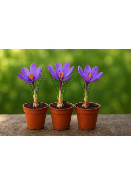 Saksılı Safran Soğanı Çiçek Açma Durumunda