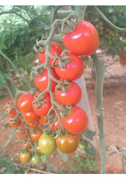 KOKTEYL ( ÇERİ) DOMATES