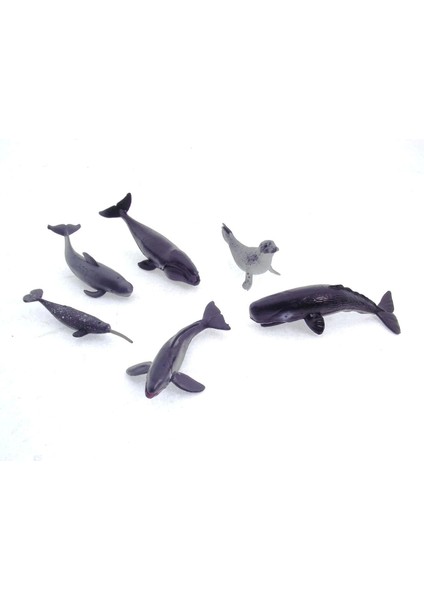 Model Memeli Deniz Hayvanları modelleri