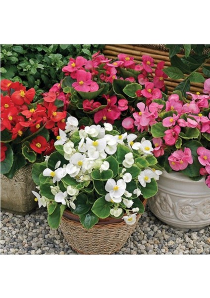Şeker Begonya Küçük Hanım 3'lü Set Karışık Renk Beyaz Kırmızı Pembe fiyatları