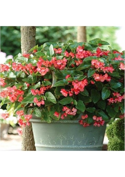 Şeker Begonya Küçük Hanım 3'lü Set Karışık Renk Beyaz Kırmızı Pembe modelleri