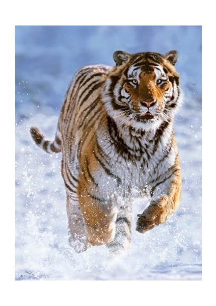 500P Puzzle Kaplan, Yapboz fiyatları