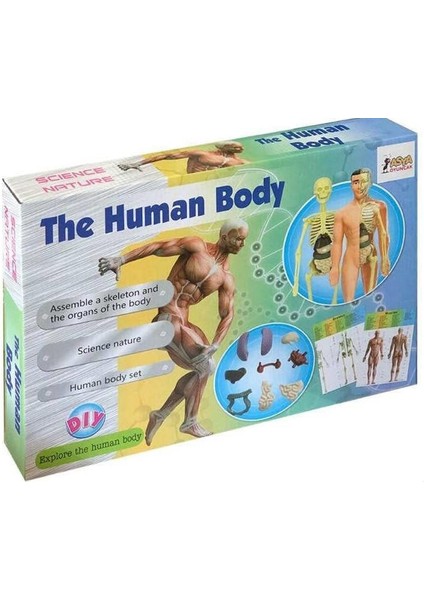 Oyuncak Insan Vücudu ve Iskelet Sistemi Modeli fiyatları