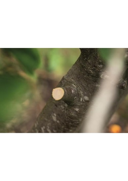 Advancedprune 18V-45 (Kıt, Uzun) modelleri