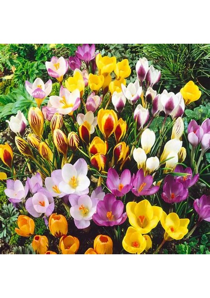 5 Adet Büyüleyici Renkler Karışık Çiğdem Çiçeği Soğanı Yeni Mahsul..