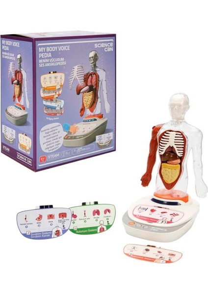 Türkçe Sesli Ansiklopedik Insan Vücudu Modeli – 15 Parçalı Çıkarılabilir Anatomi Seti, Sesli Eğitim