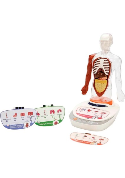 Türkçe Sesli Ansiklopedik Insan Vücudu Modeli – 15 Parçalı Çıkarılabilir Anatomi Seti, Sesli Eğitim fiyatları