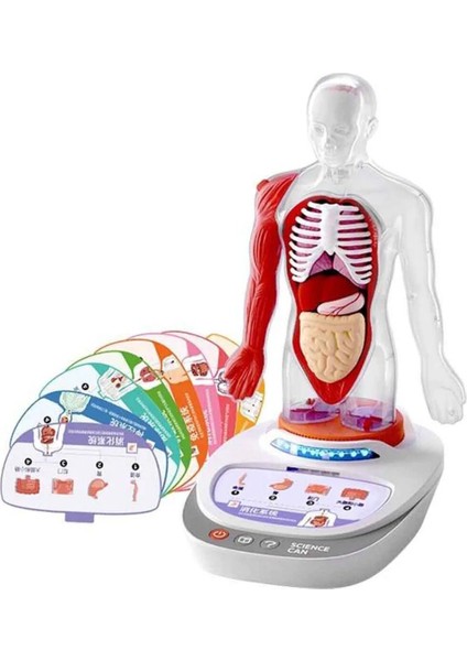 Türkçe Sesli Ansiklopedik Insan Vücudu Modeli – 15 Parçalı Çıkarılabilir Anatomi Seti, Sesli Eğitim modelleri