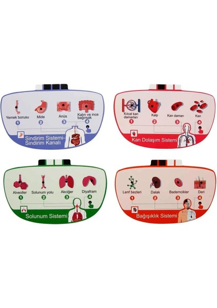 Türkçe Sesli Ansiklopedik Insan Vücudu Modeli – 15 Parçalı Çıkarılabilir Anatomi Seti, Sesli Eğitim fırsatları