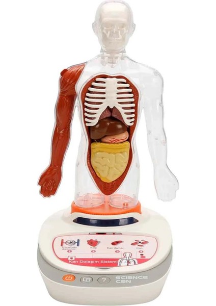 Türkçe Sesli Ansiklopedik Insan Vücudu Modeli – 15 Parçalı Çıkarılabilir Anatomi Seti, Sesli Eğitim indirimleri