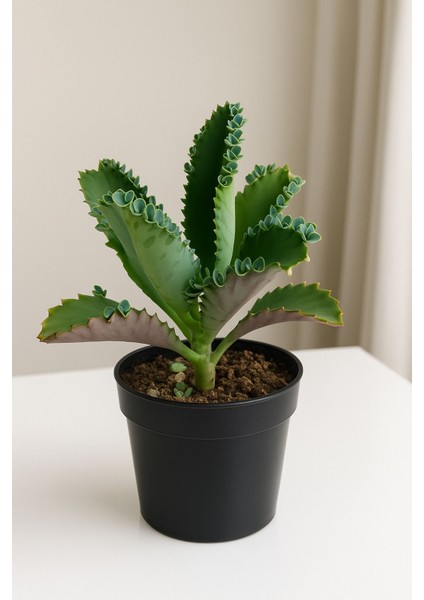 Aşkın Gözyaşı Çiçeği - Saksı: 8cm – Kalanchoe Daigremontiana