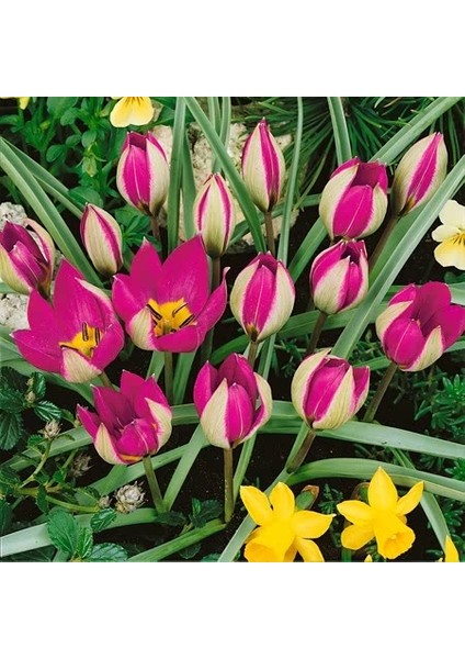 5 Adet Büyüleyici Renkler Karışık Çiğdem Çiçeği Soğanı Yeni Mahsul..