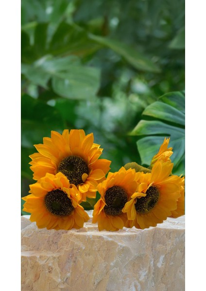 Ay Çiçeği Yapay fiyatları