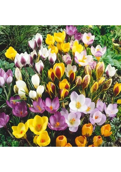 5 Adet Büyüleyici Renkler Karışık Çiğdem Çiçeği Soğanı Yeni Mahsul.. fiyatları