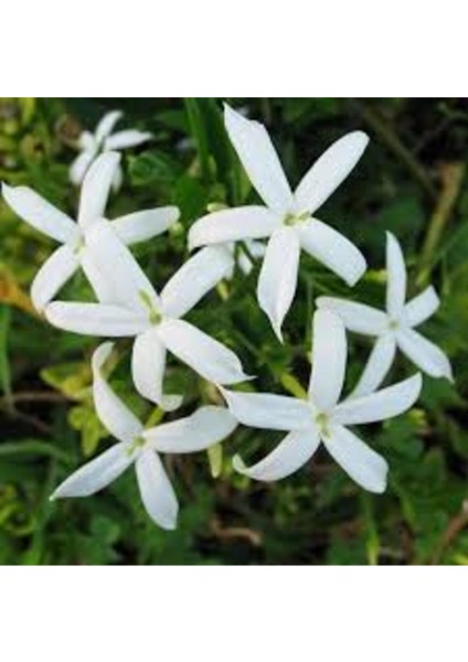 Beyaz Arap Yasemin Fidanı Saksılı [rhyncospermum Jasminoides]
