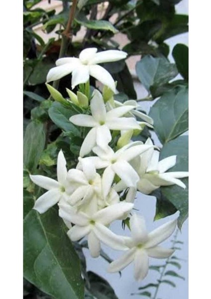 Beyaz Arap Yasemin Fidanı Saksılı [rhyncospermum Jasminoides] modelleri