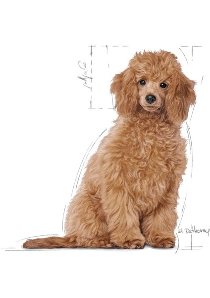 Poodle Puppy Yavru Köpek Maması 3 Kg