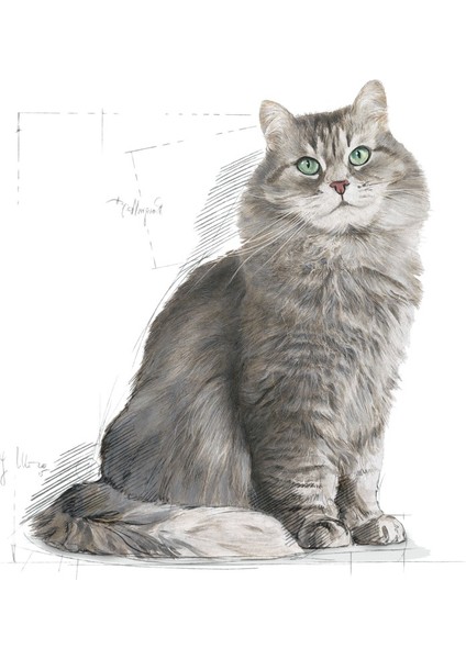 Sensible33 Sindirim Hassasiyeti Olan Kediler Için Yetişkin Kuru K