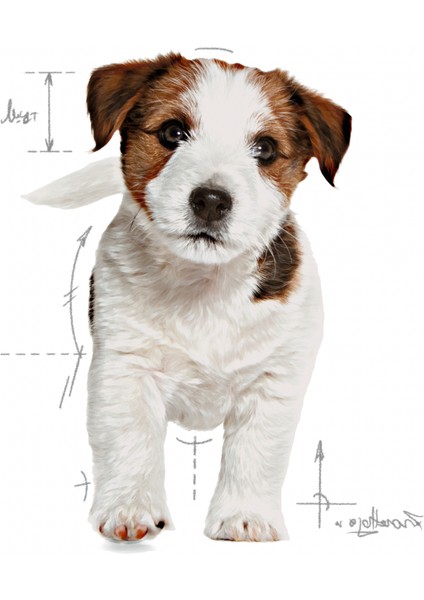 Mini Puppy Yavru Kuru Köpek Maması 4 Kg