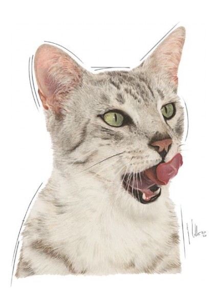 Sensory Tat Duyusu için Sos İçerisinde Yaş Kedi Maması 12 x 85g