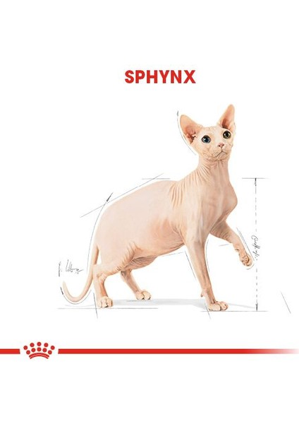 Sfenks Için Yetişkin Kuru Kedi Maması 2kg