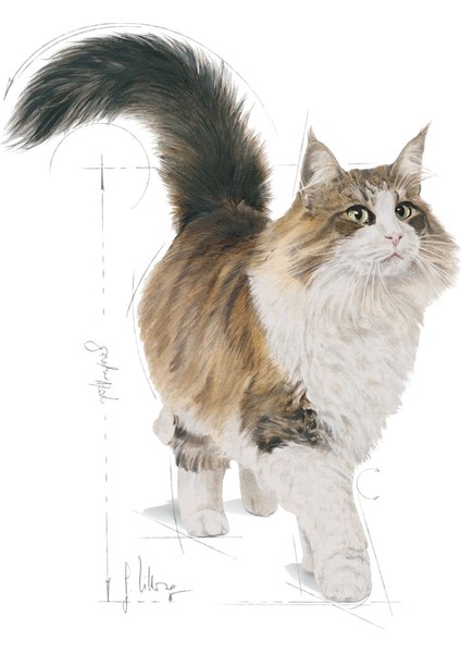 Instinctive 7 Yaş ve Üzeri Sos içerisinde Yaş Kedi Maması 12 x 85